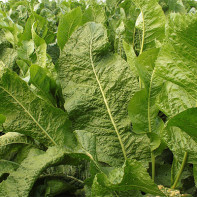 Foto de hoja de rábano picante