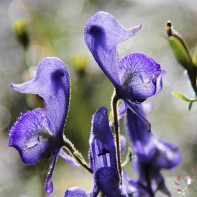 Photo d'aconite 2