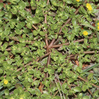 Foto de Purslane 5