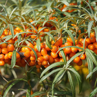 Photo of sea buckthorn leaves 2