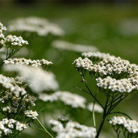 Photo Yarrow 4