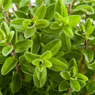 Foto marjoram 4