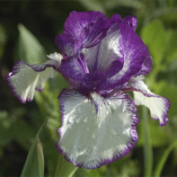 Photo iris 4