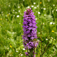 Foto van orchis