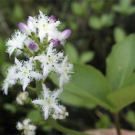 Photo of a three-leaf watch