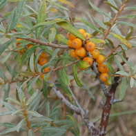 Photo of sea buckthorn leaves