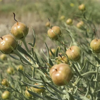 Φωτογραφικές αρμονίες 5