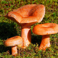 Foto paddestoelen