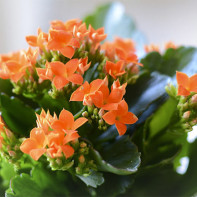 Foto Kalanchoe 5