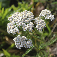 Foto Yarrow 5