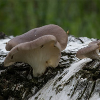 Nuotrauka grybai austrių grybas 2