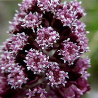 Fotografie a butterbur