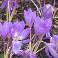 Foto von Colchicum 2