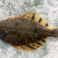 Flounder larawan 3