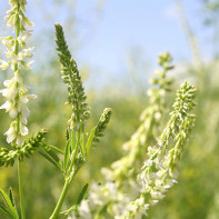 Fotoğraf sweet clover 3