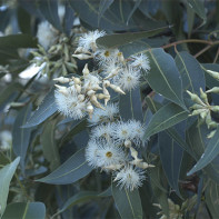 Eucalyptus-valokuva