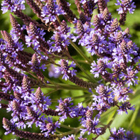 Photo verbena 5