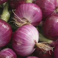 Foto de cebolla roja 3