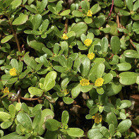 Foto af Purslane