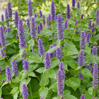 Hyssop photo 4