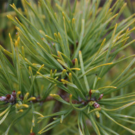 Photo pine needles 5