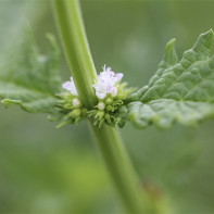 Fotografie odsadenia trávy 3