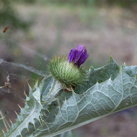 Photo de tatarnik barbelé