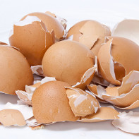 Eggshell fotka 3