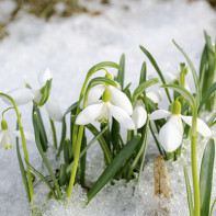 Bilde av en snøklokke