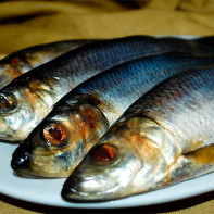 Photo of herring 2