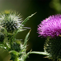 Thistle fotoğraf