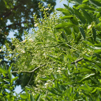 Foto de sophora japonesa 3