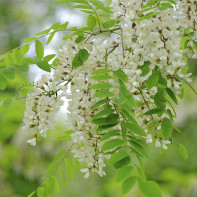 Foto de acacia blanca 2