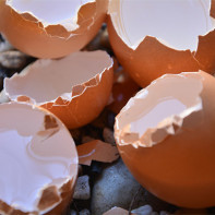 Φωτογραφία Eggshell 4