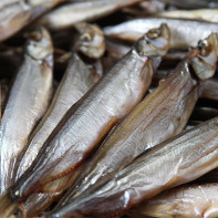 Photo capelin 3