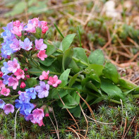 Foto de Lungwort 4