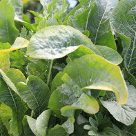 Photo horseradish leaves 3