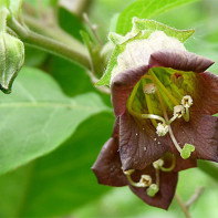 Foto af det belladonna græs 2