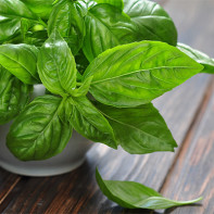 Basil Foto