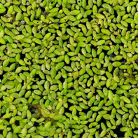 Gambar rumput duckweed 2