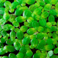 Gambar rumput duckweed 5