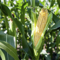 Fotoğraf corn 5