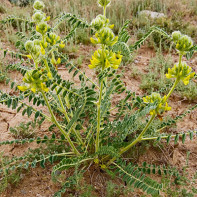 Astragalus fotó