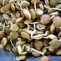 Foto Lentil Berkembang 5