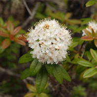 Photo of marsh ledum 2