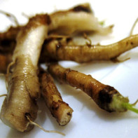 Photo of dandelion root 4