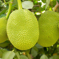 Jackfruit-valokuva 2