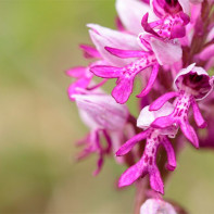 Photo of Orchis 3