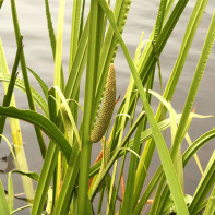 Foto calamus moeras