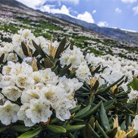 Φωτογραφία του Καυκάσου Rhododendron 4